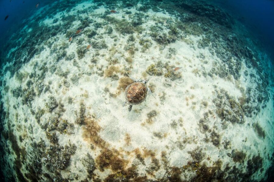 Las Palmas: Survival Apnea Course