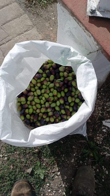 Malaga: Olive Harvesting and Olive Oil Experience