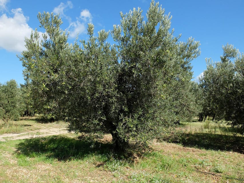 Wine, Olive Oil and Scenic Villages of Provence
