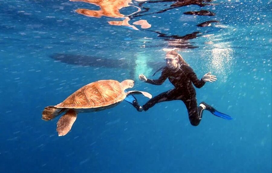 Abades: Tenerife Turtles and Rays Snorkeling Trip