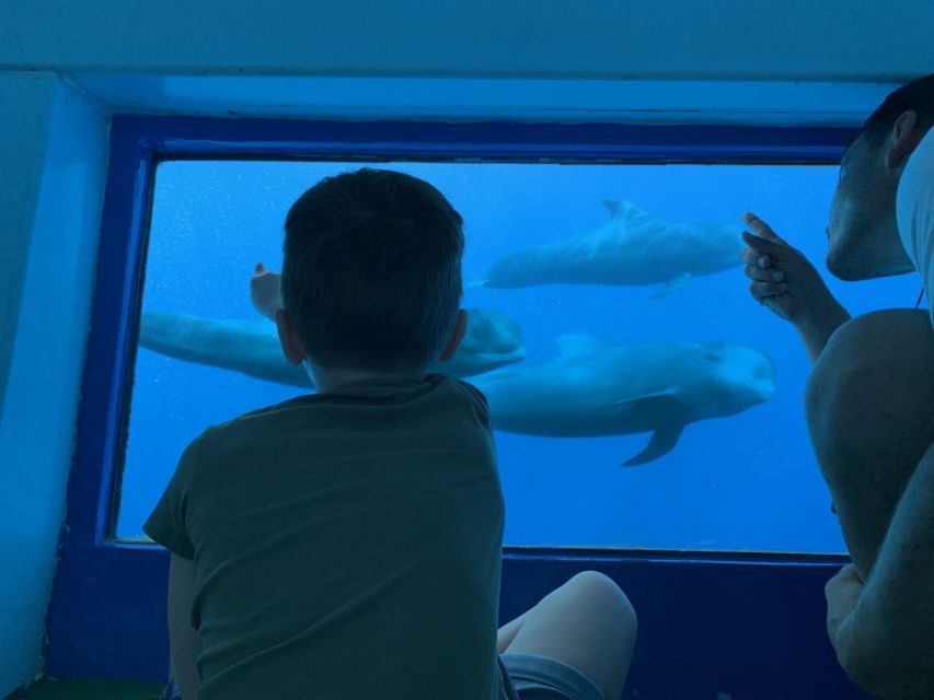 Adeje: Whale and Dolphin Watching Cruise With Lunch and Swim