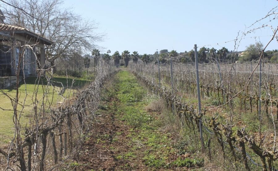 Alcúdia/Can Picafort: Guided Vineyard Visit and Wine Tasting