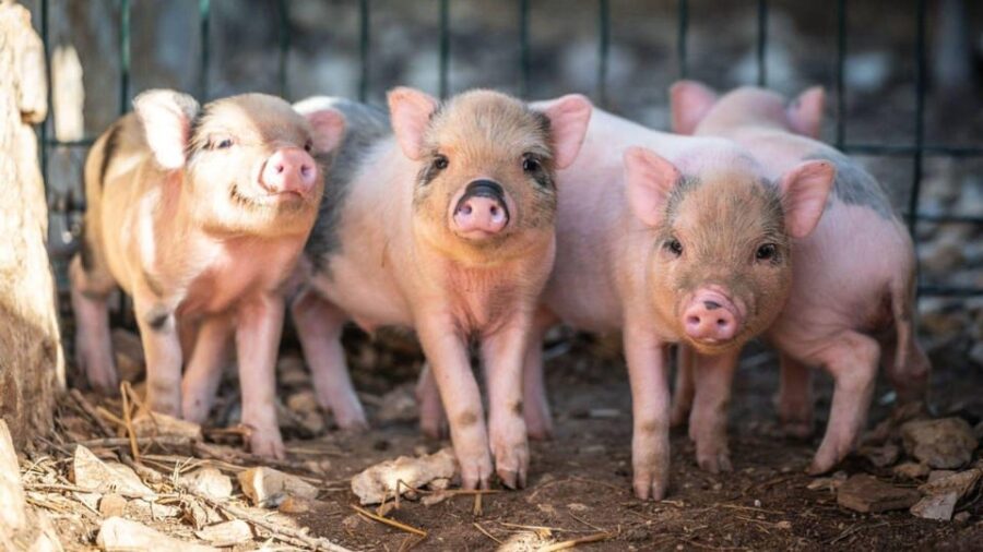 Alghero: Visit an Animal Shelter in Olmedo