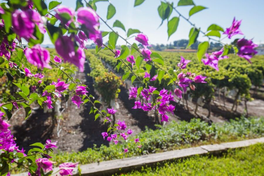 Alicante: Guided Tour of Local Winery & Wine Tasting
