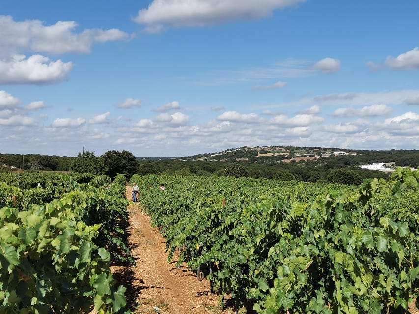 Apulia: Guided Wine Tasting With Local Appetizers