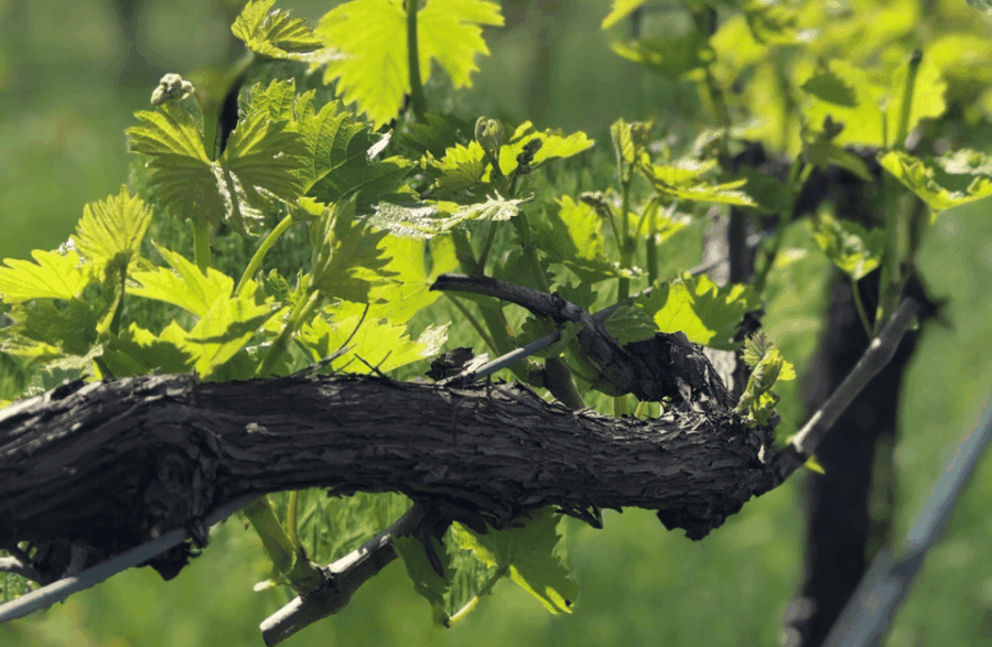 Balsamic Vinegar Tasting & Barrel Tour Near Parma & Reggio