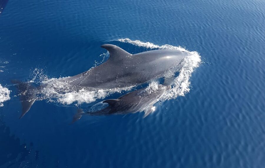 Benalmadena: Dolphin Sighting Boat Tour