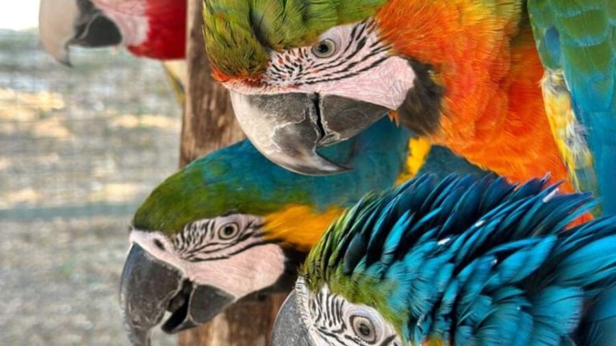 Breakfast With Parrots at Masseria Mazzetta With Wildlife Park