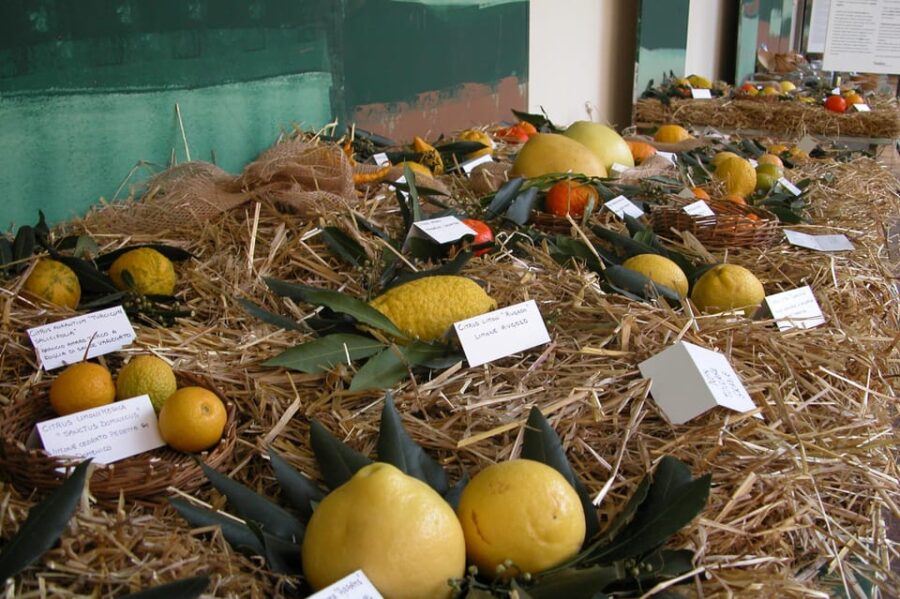 Cisternino: Journey Among the Fruit Trees