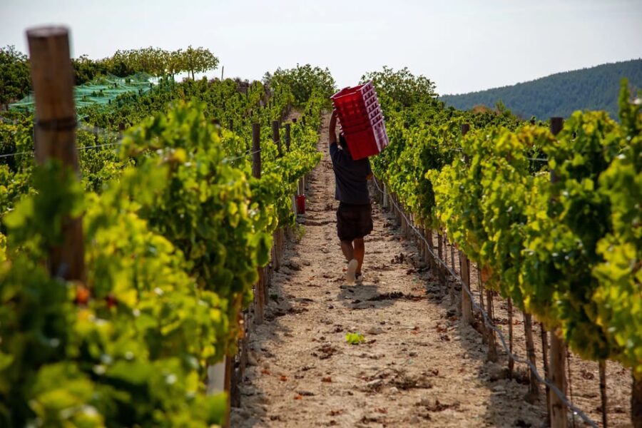 Discover the Essence of Ibiza’S Rich Wine Culture