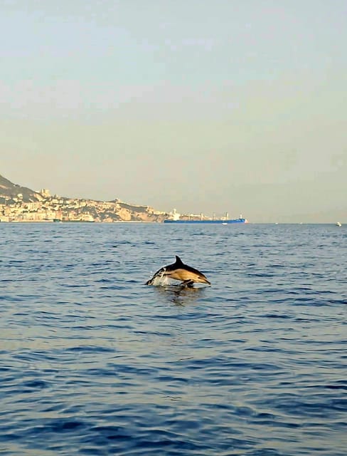 Dolphin Sighting, La Línea De La Concepción
