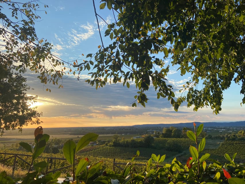 Euganean Hills: Tasting of the Most Significant Wines and Vineyard Tour