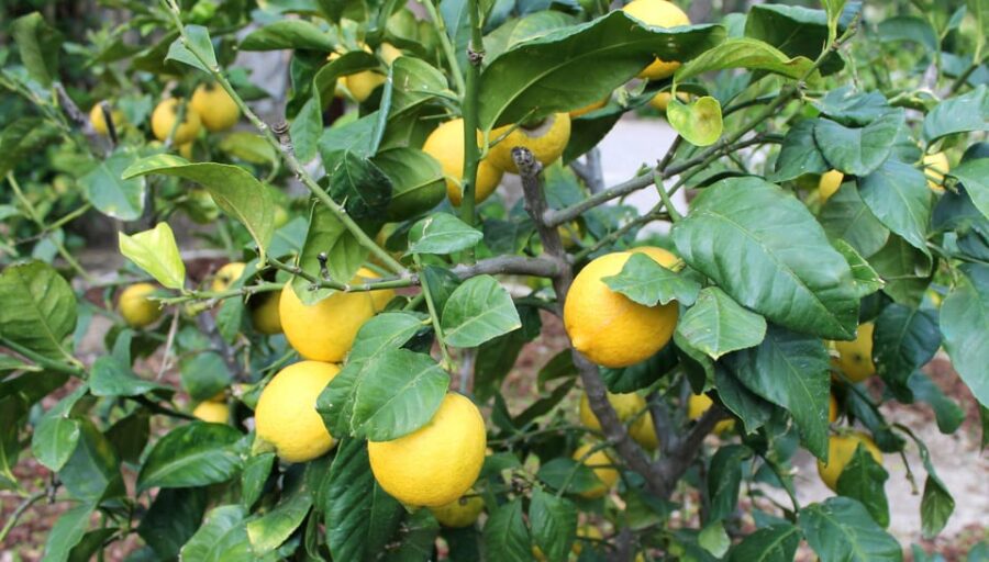 From Alicante: Tour to the National Botanical Garden