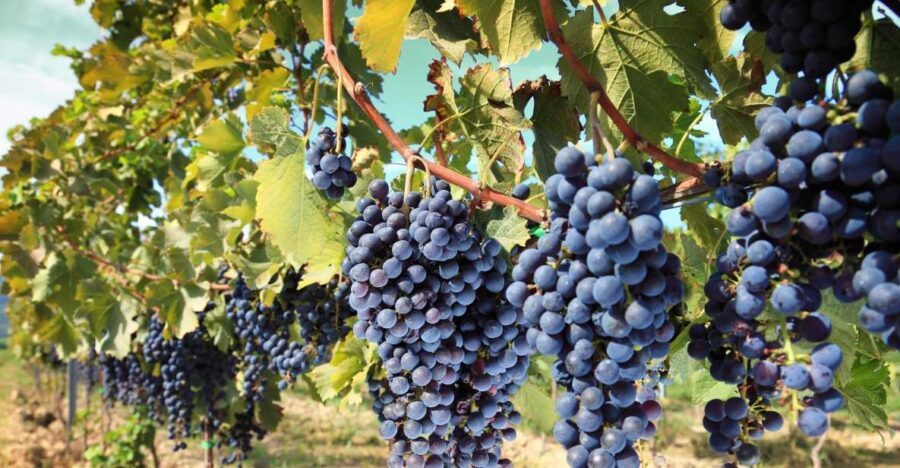 From Madrid: Alcalá De Henares, Winery Tour & Wine Tasting