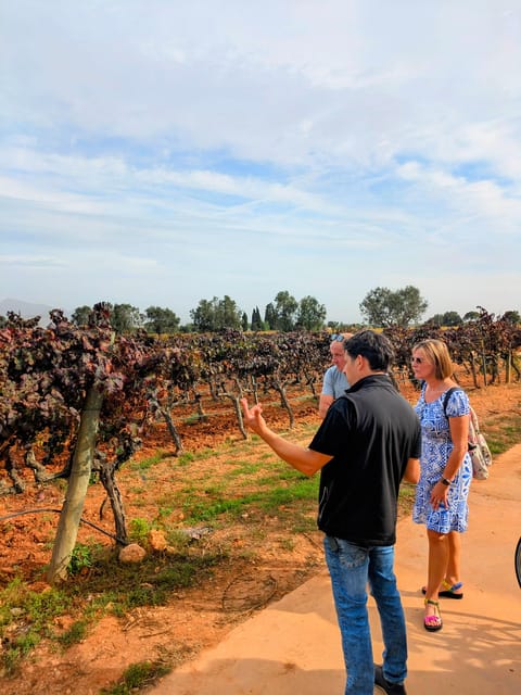 From Palma De Mallorca: Private Wine and Local Flavors Tour