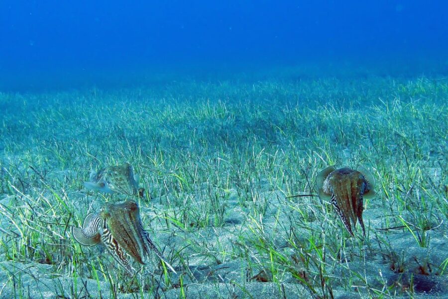 Gran Canaria:Live an Adventure and Learn to Dive With Expert