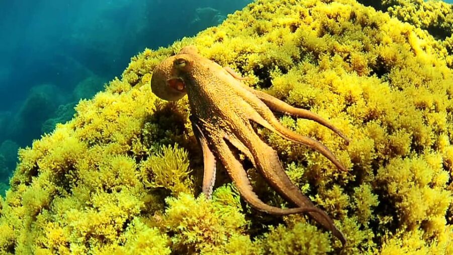 Ibiza: Snorkeling and SUP Paddle, Beach and Cave Boat Tour