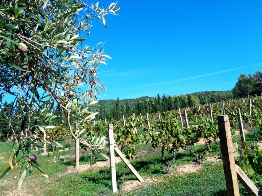 Into the World of Sardinian Wild Herbs