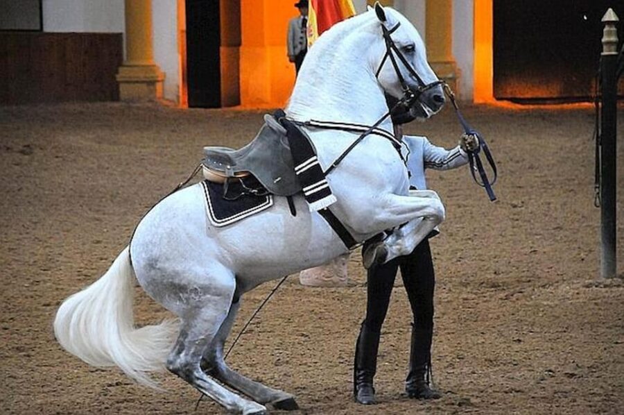 Jerez: Historic Center of Jerez and Horse Show