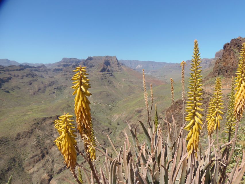 Las Palmas: Maspalomas to the Tejeda Mountains Grand Tour