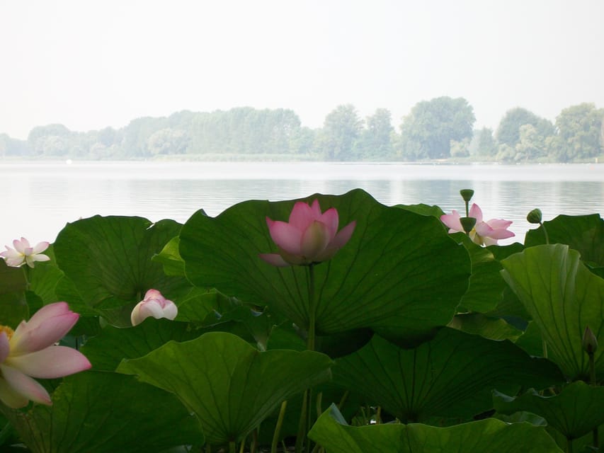 Mantua: Lake Superior Among the Lotus Flowers