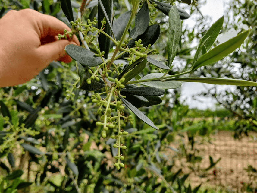 Olive Mill Tour and Tasting in the Padua Hills