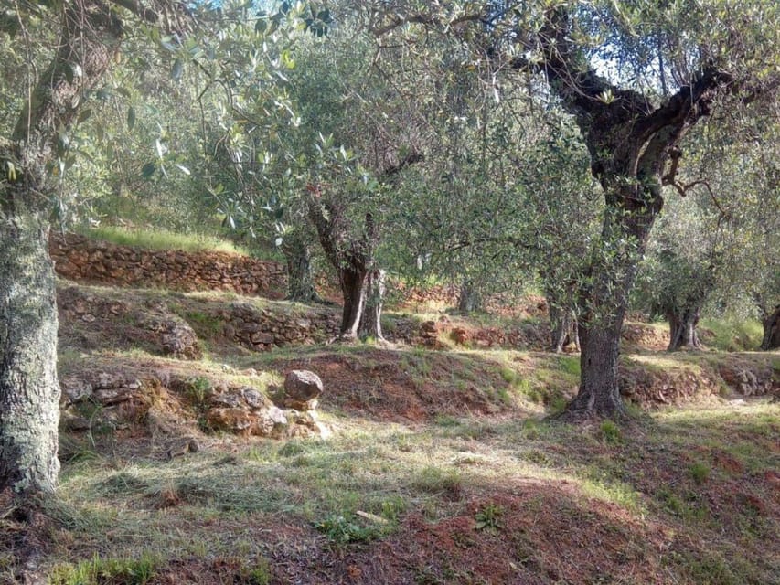 Olive Mill Tour With Oil and Food Tastings Near Pisa