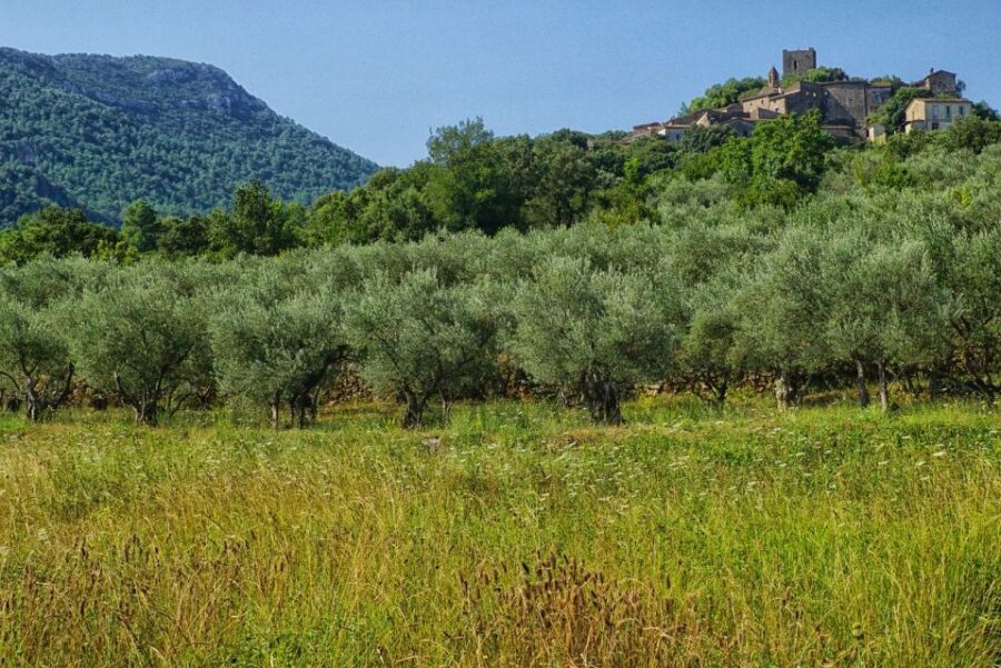 Palma De Mallorca: Son Juliana Wine Experience and Tasting
