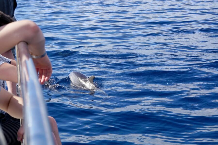 Pollença: Dolphin Watching Boat Excursion - Activity Overview