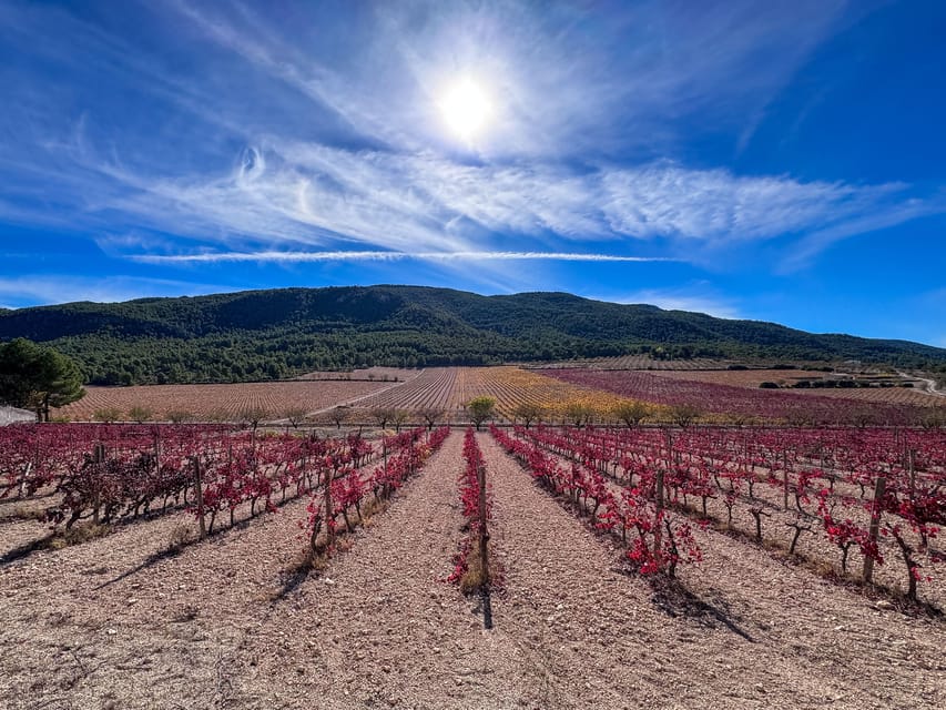 Private Wine Tour to the Costa Blanca Wineries