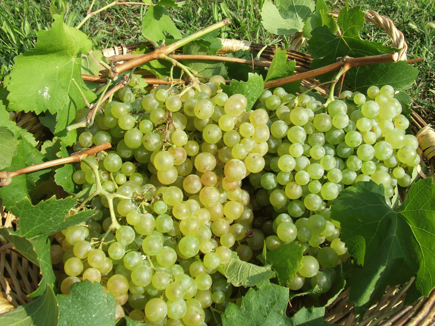 Prosecco Tasting in Countryside Winery