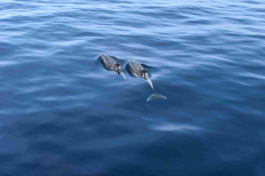 Puerto Rico De Gran Canaria: Premium Dolphin Catamaran Tour - Tour Overview