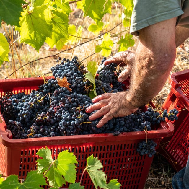 Raise a Glass: Exclusive Wine Experiences Near Orvieto