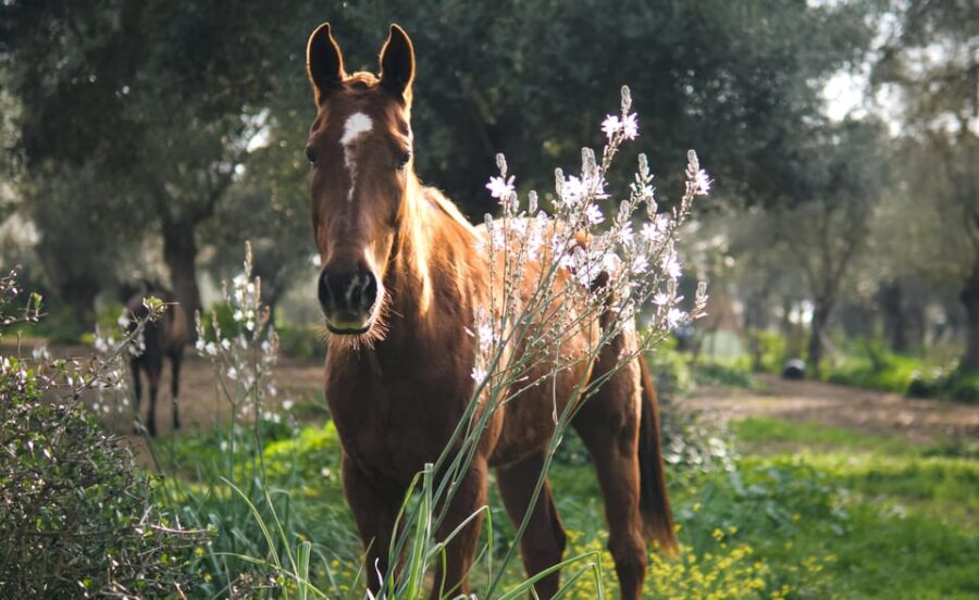 Relax & Mindfulness With Horses in Vejer De La Frontera