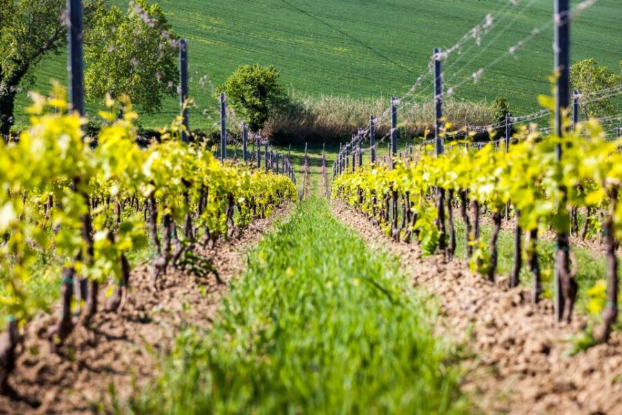 Rimini: San Valentino Vineyards Tour With DOC Wine Tastings