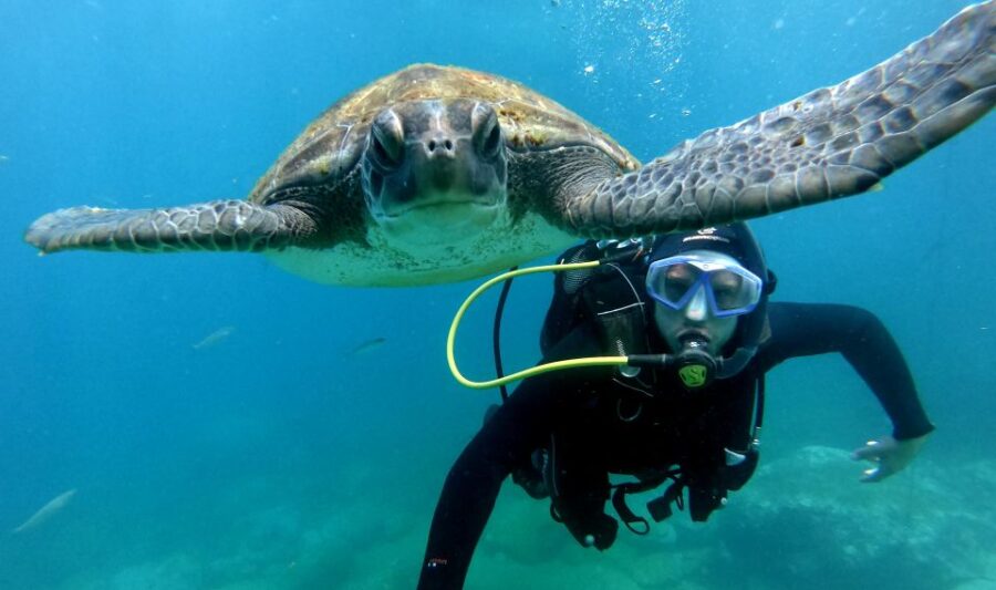 Tenerife: Beginners Scuba Dive Experience in Turtle Area