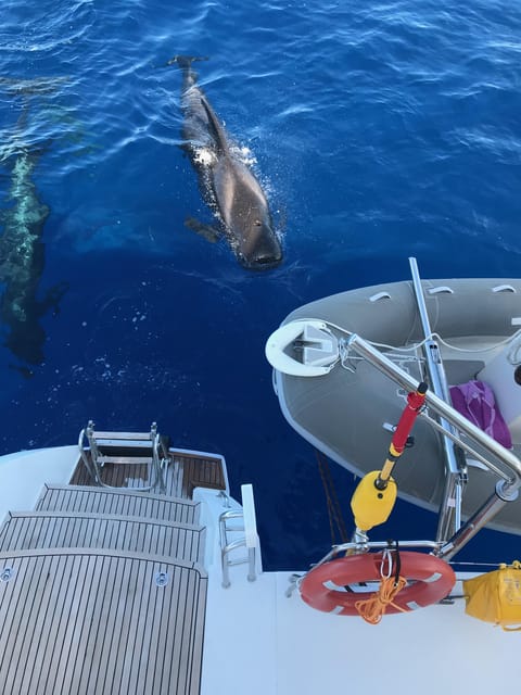 Tenerife: Whale and Dolphin Watching Boat Tour