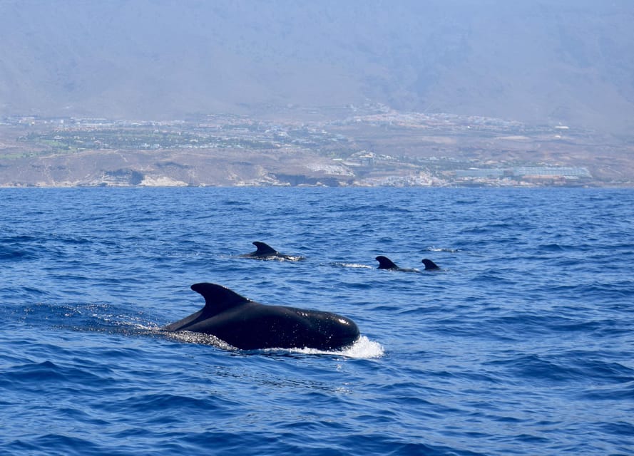 Tenerife Whale Watching and Snorkeling Yacht Trip