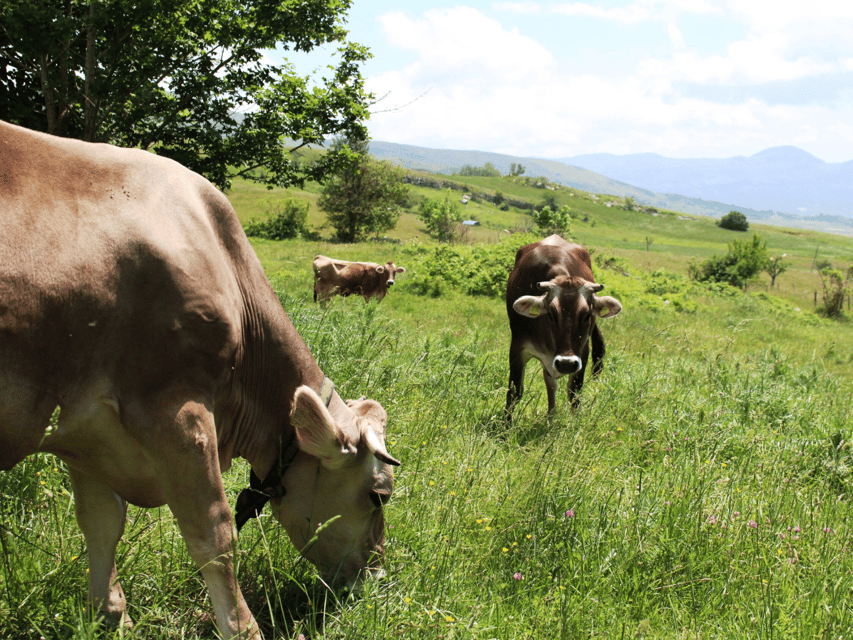 Traditional Cheese Factory Visit With Tasting Near Isernia