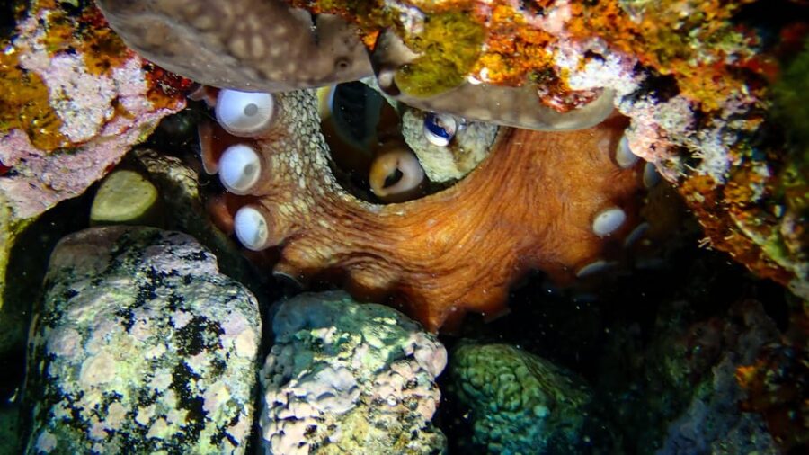 Try Scuba Menorca: Your First Underwater Breath in the Ocean