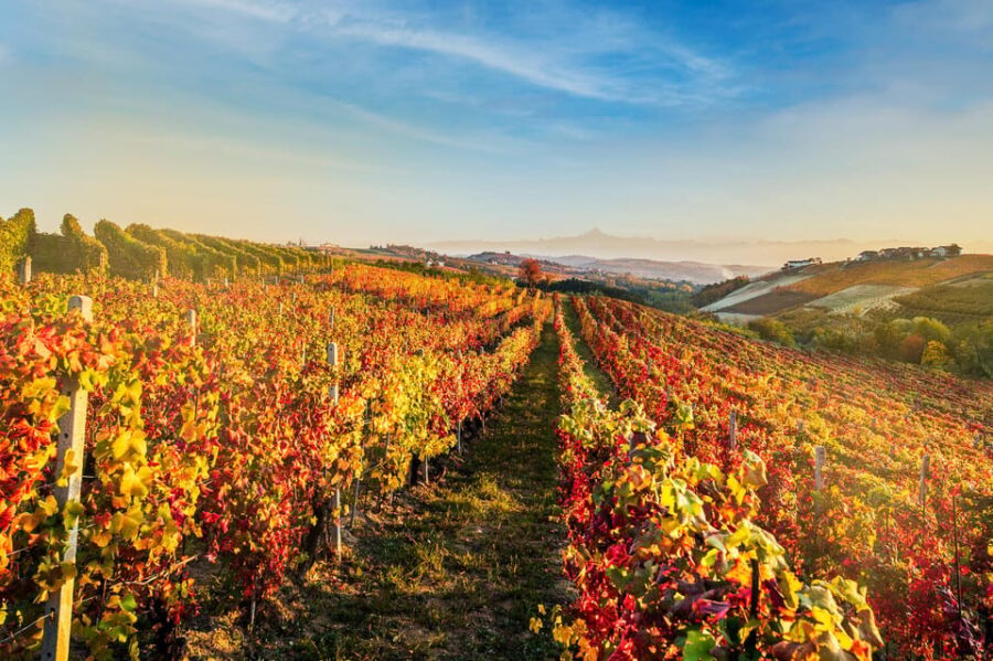 Discover Piedmont: Unique Wine Tasting