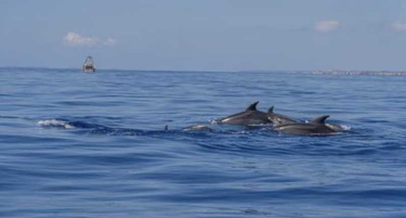 From Can Picafort: Dolphin Watching and Cave Boat Trip - Overview and Booking Information