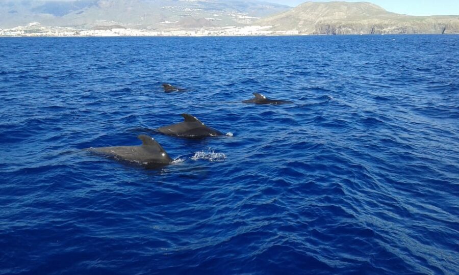 Tenerife: 5-Hour Whales and Dolphins Tour