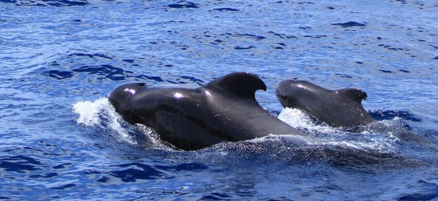 Fuerteventura: Dolphin Watching and Lobo Island Combo Cruise