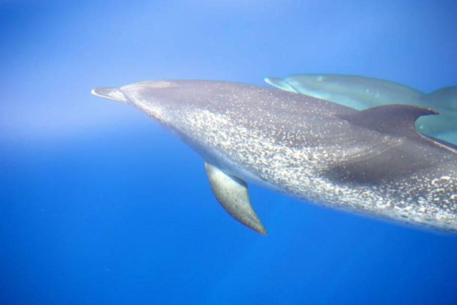 La Palma: Bussard Premium Tour Marine Biology & Nature
