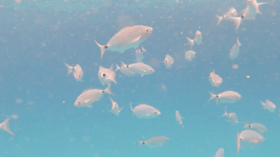 Lobos Island: Guided Turtle Searching Tour and Snorkeling - Overview and Pricing
