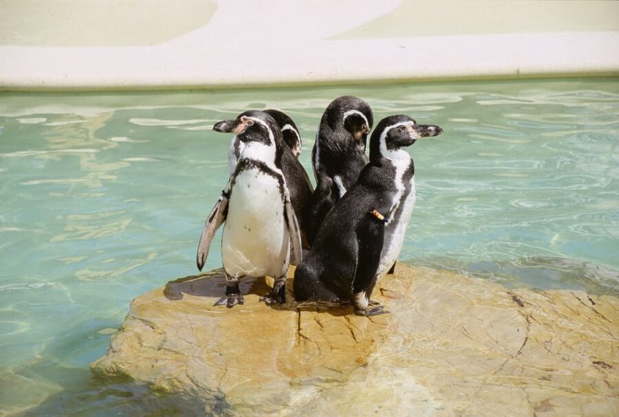 Mallorca: Marineland Tickets With Transfers From the North - Overview and Pricing