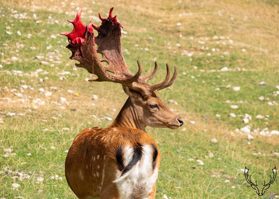 Villetta Barrea: Fallow Deer Park Guided Tour With Feeding