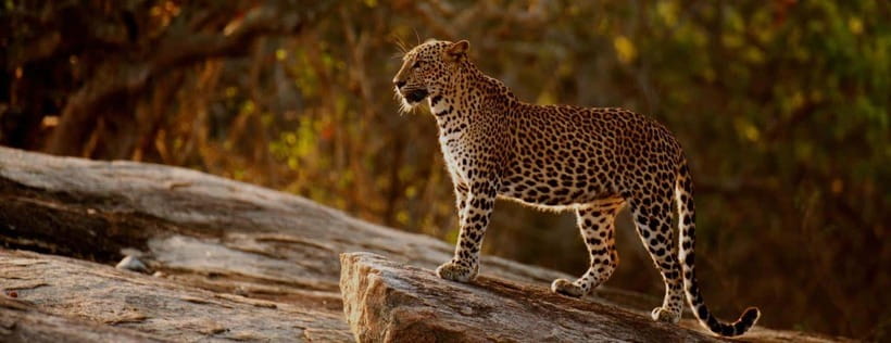 10-Day Wild Life Sri Lanka Tour - Scenic Beauty and Adventure