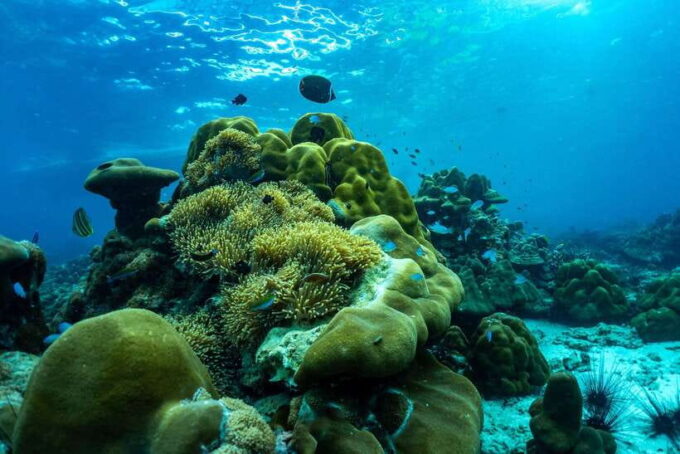 Phuket/Khao Lak: Snorkeling Trip to Phi Phi & Bamboo Islands - What to Expect During the Excursion